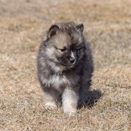 Pomsky Puppies from New World Pomskies