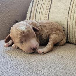 Finley - Apricot male Goldendoodle puppy in Mayville, Michigan from Guiding Light Doodles