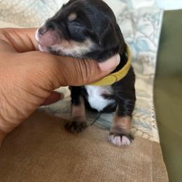 Miriam - Liver female Miniature Schnauzer puppy in Hemet, California from Journee Home Mini Schnauzers