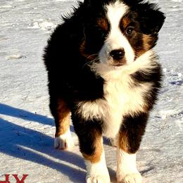 BRUSHY CREEKS RAVEN - Black tri female Miniature Australian Shepherd puppy in Red Oak, Texas from Brushy Creek Aussies & Mini Aussies