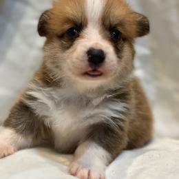 Jones - Red male Pembroke Welsh Corgi puppy in Inola, Oklahoma from Pine Lane Pembrokes