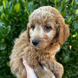 Joy - Red  female Goldendoodle puppy in Atascadero, California from Daring to Dream Doodles