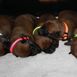 Belgian Malinois Puppies from Pyrex Kennels
