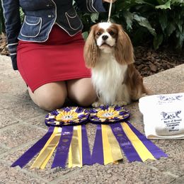 Baffi - Cavalier King Charles Spaniel