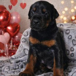 Laredo - Black and rust male Doberman Pinscher puppy in China Township, Michigan from Snell's Superior Kennel Dobermann & GSP