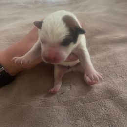 Black - Red speckled Australian Cattle Dog puppy in Dillon, Montana from DPH Australian Cattle Dogs