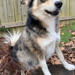 Pomsky puppies from Neon Moon Pomskies