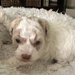 Charlie - Parti male Poodle puppy in Mineral Wells, Texas from S.H.A.R.P.’s Toy Poodles