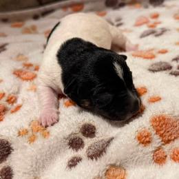 Schooner - Black and white male Teddy Roosevelt Terrier puppy in Wasilla, Alaska from Story Kennel