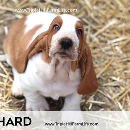 Orchard - Red and white female Basset Hound puppy in Jefferson City, Missouri from Triple Hill Farm