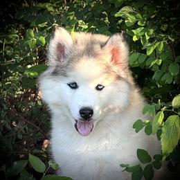 Pomsky and Siberian Husky Puppies from A-Dream Pomsky Kennel
