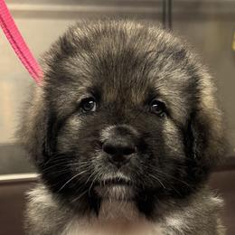 Caucasian Shepherd Dog and Poodle Puppies from Great Strength