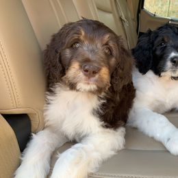Bernedoodle Puppies from White Oak