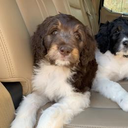 Bernedoodle Puppies from White Oak