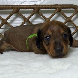 Dustin - Red male Dachshund puppy in Sulphur Springs, Texas from Waggin Beach Paradise Doxies