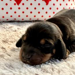 Vail - Black and tan male Dachshund puppy in Hensley, Arkansas from The Dachshund Barn