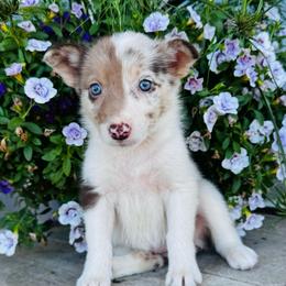 Girl 5 - pink - red merle tri - Red merle female Border Collie puppy in Minden, Iowa from Rocking N Registered Border Collies & Labradors