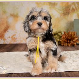 Iggy - Merle female Cockapoo puppy in Connersville, Indiana from Deaz Doodle Ranch