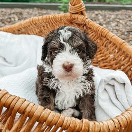 Willow - female Australian Mountain Doodle puppy in Tryon, North Carolina from Melrose Mountain Farm