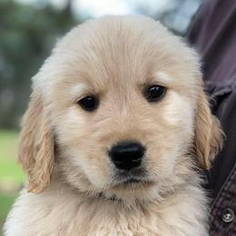 Golden Retrievers from Stonewood Goldens