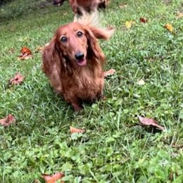 Zuri - Dachshund