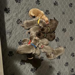 Light purple collar - Silver female Dilute Retriever puppy in Douglass, Kansas from JP Kennels, LLC