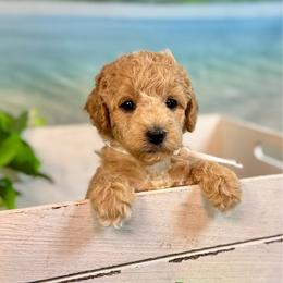 Anemone (white) - Apricot female Goldendoodle puppy in Haltom City, Texas from Ohana Doodles