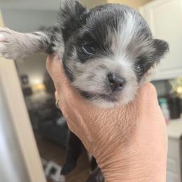Tully - Tri-colored male Pomeranian puppy in Sanford, Florida from Florida Girl Poms