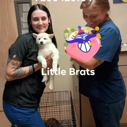 Frost - Cream male Shiba Inu puppy in Colorado Springs, Colorado from Little Brats