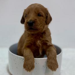 Ocean - Red  female Goldendoodle puppy in Kenansville, North Carolina from J+A Family Doodles