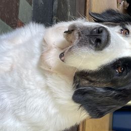 Dixie - Saint Bernard