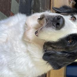 Dixie - Saint Bernard