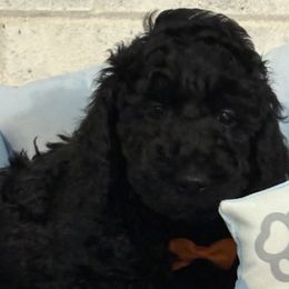 Boy 3 - male Poodle puppy in Snow Camp, North Carolina from Diamond D Poodles LLC
