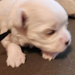 Maltese Puppies from Arizona Maltese Gems