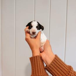 Oak - Brown and white male Aussiedoodle puppy in Tryon, North Carolina from Melrose Mountain Farm