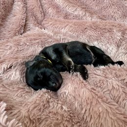 Yellow collar - Fawn sable male Shiloh Shepherd puppy in Watchung, New Jersey from Blue Moon Shilohs