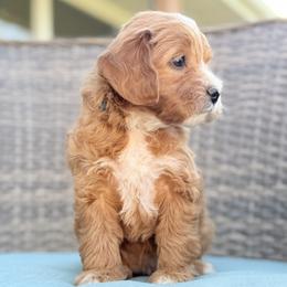 Zinnia (Teal) - Red  female Goldendoodle puppy in Twin Falls, Idaho from Magic Valley Family Doodles