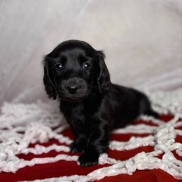 Praline - Black female Dachshund puppy in Kingman, Arizona from Diddle Bros Dachshunds