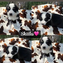 Skittles - Black tri-color female Australian Shepherd puppy in Denton, North Carolina from Double R Farm Aussies
