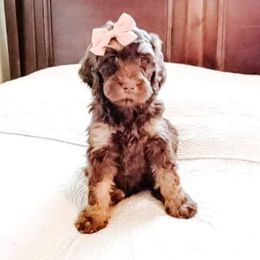 Charley - Bernedoodle