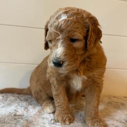 Light Green Boy - Red  male Goldendoodle puppy in San Augustine, Texas from Vintage Doodles