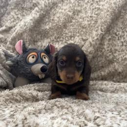 Dachshund and French Bulldog Puppies from Trust Fund Devil Kennel