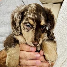 Dachshund Puppies from Meldox