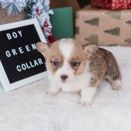 Cardigan Welsh Corgi and Pembroke Welsh Corgi Puppies from Corgi 4 Christ