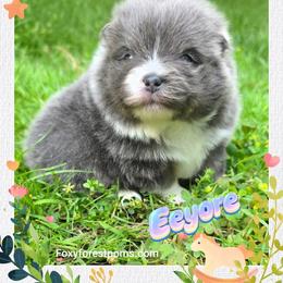 Eeyore - AKC - Blue male Pomeranian puppy in Eatonville, Washington from Foxy Forest Poms