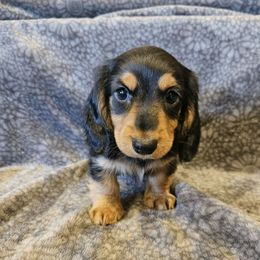 Gavin - Black and tan male Dachshund puppy in Tower City, Pennsylvania from Stoney Mountain Mini Doxies