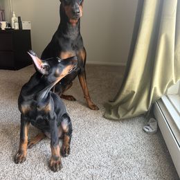 Doberman Pinscher and French Bulldog Puppies from Haus of Hound