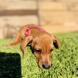 Dachshund All Grown Up from Dachshund house