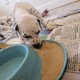 Dalmatian Puppies from Dalmatian Vacation