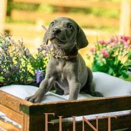 Flint - Blue male Weimaraner puppy in Talking Rock, Georgia from North Georgia Weims